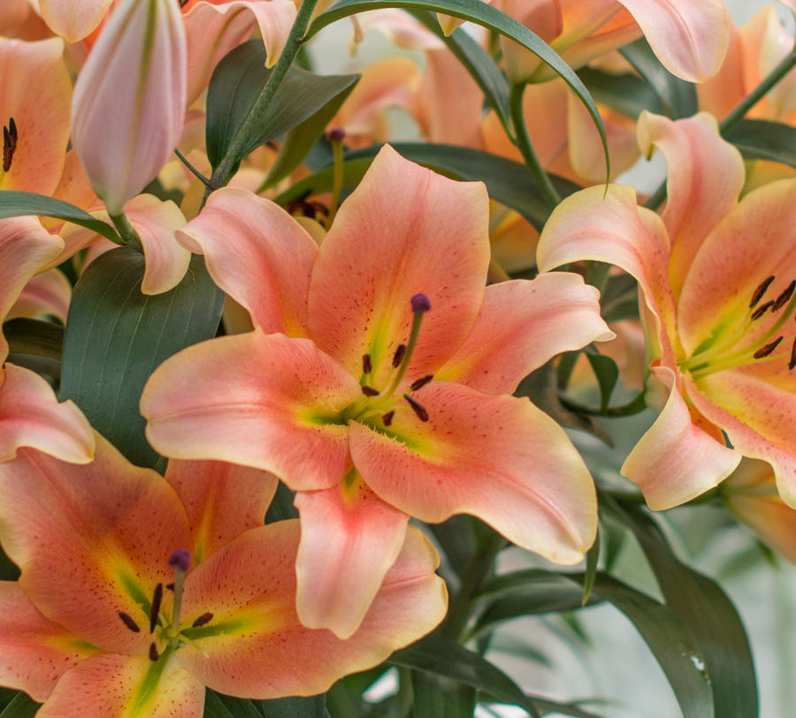 Lilium Zelmira