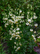 Lilium Martagon Sneeuwochtend