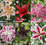 Lily Pure & Soft