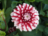 Dahlia Kleine Tijger