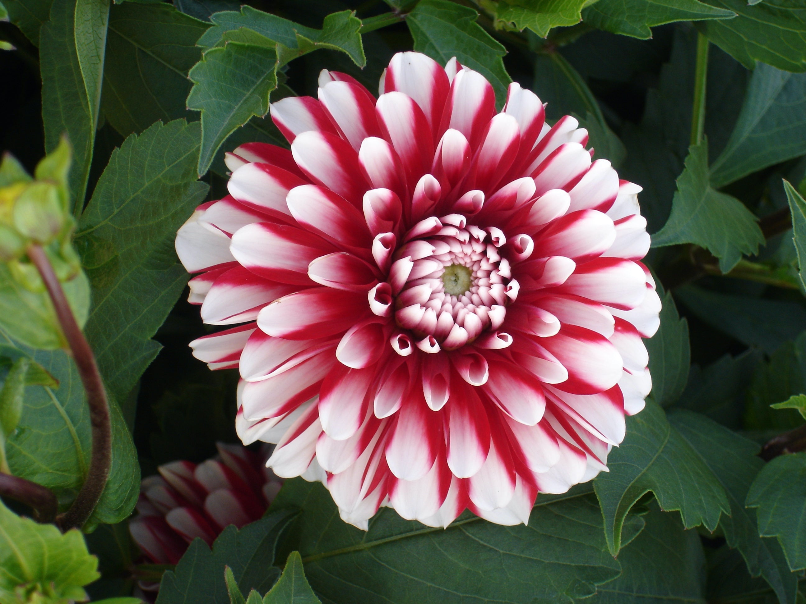 Dahlia Kleine Tijger