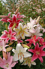 Lilium Oriental Mixed