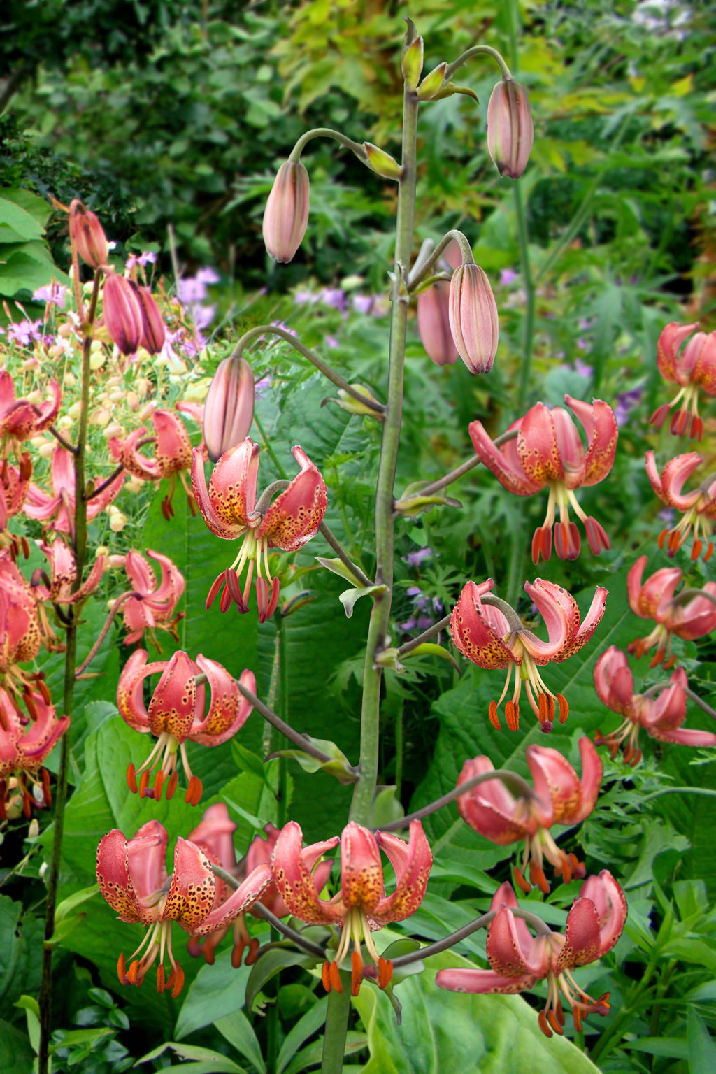Lilium Manitoba Ochtend