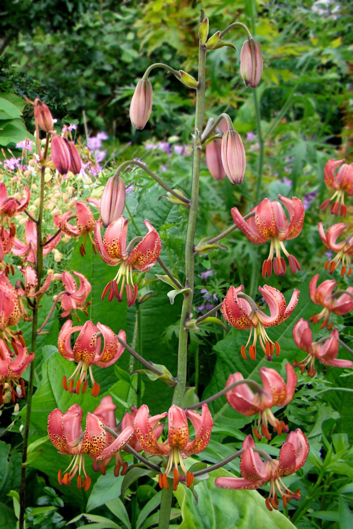 Lilium Manitoba Ochtend