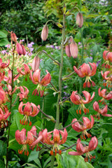 Lilium Manitoba Ochtend