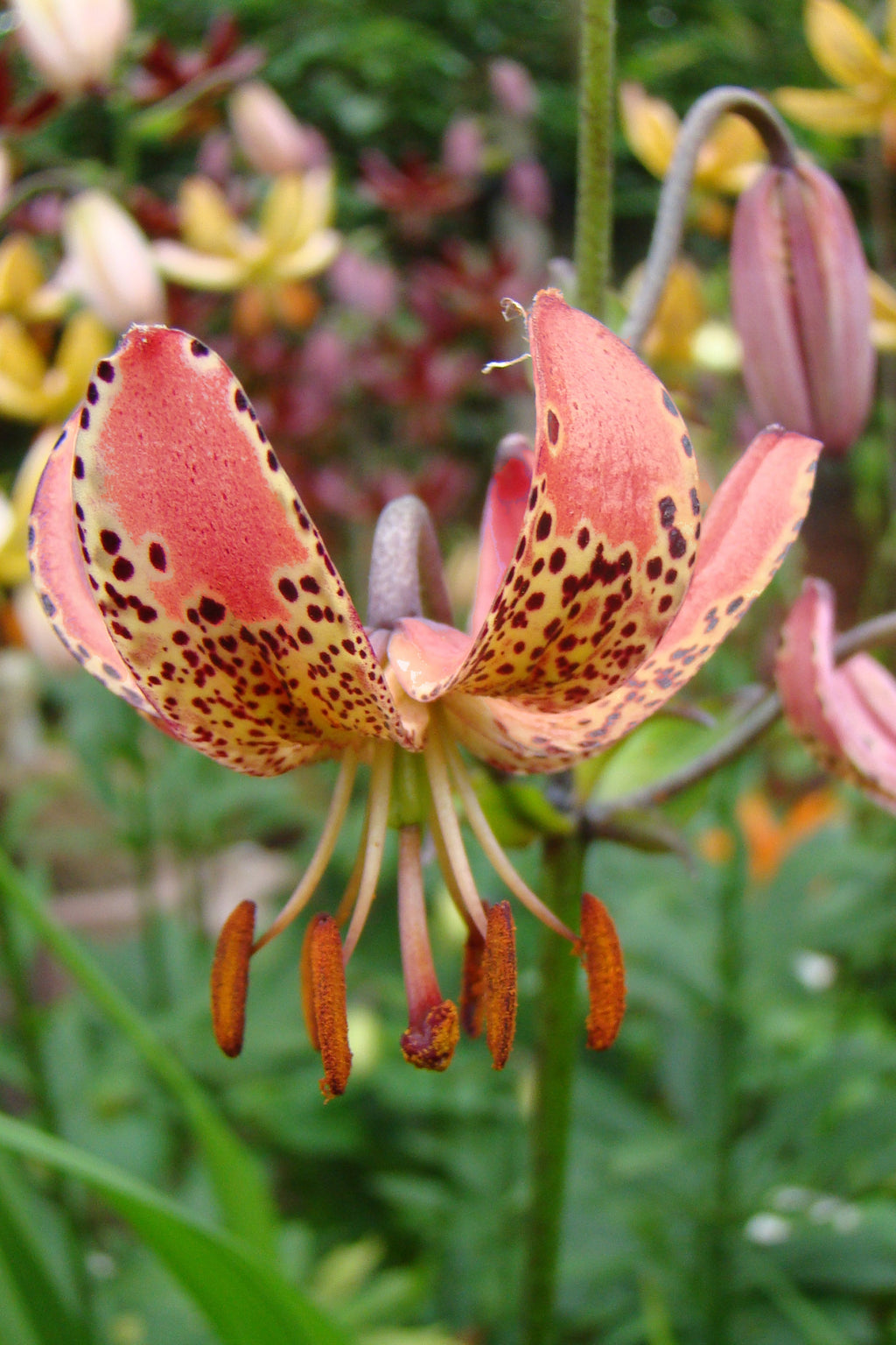 Lilium Manitoba Ochtend