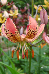 Lilium Manitoba Ochtend
