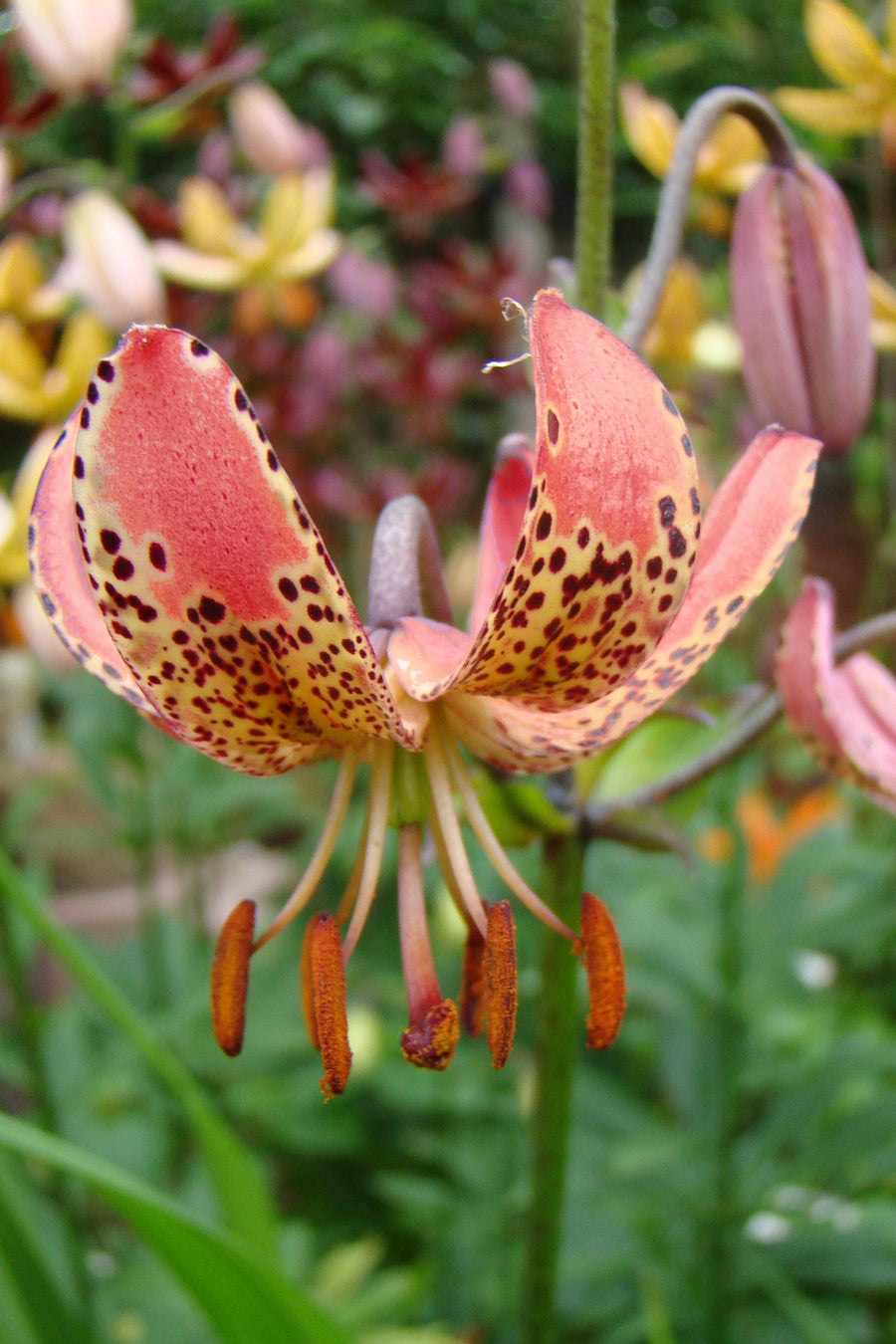 Lilium Manitoba Ochtend