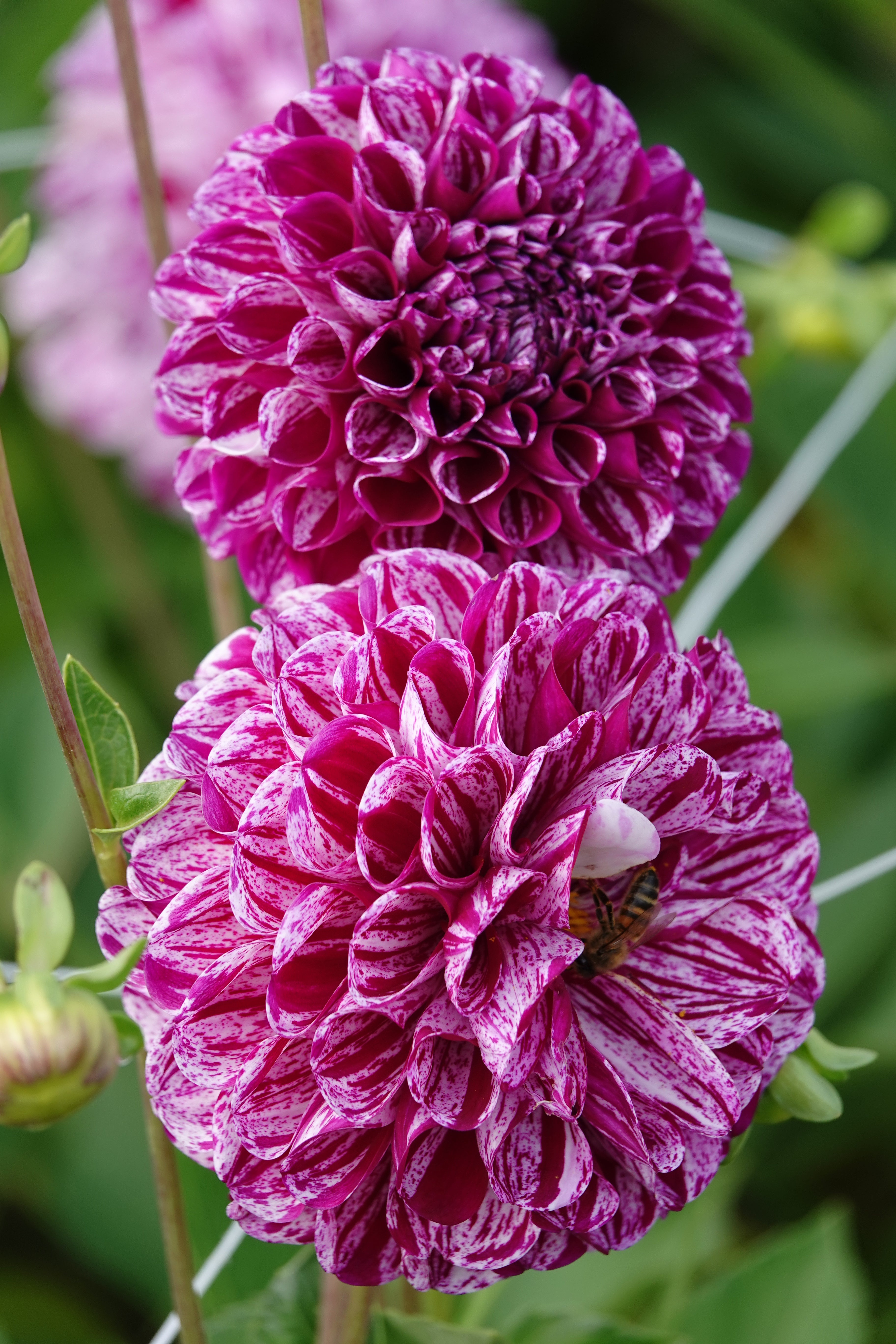 Dahlia Marble Ball