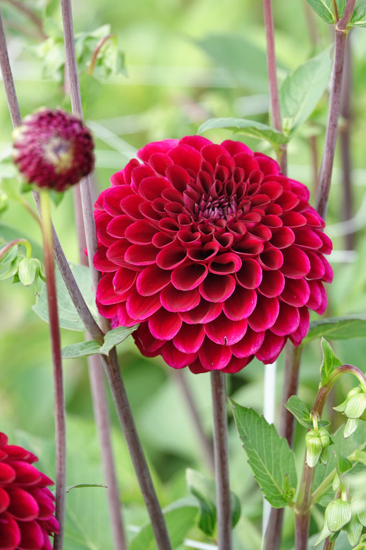 Dahlia Maroon Fox