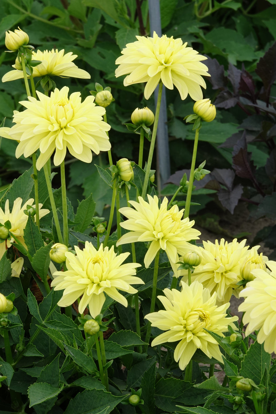 Dahlia Melody Latin