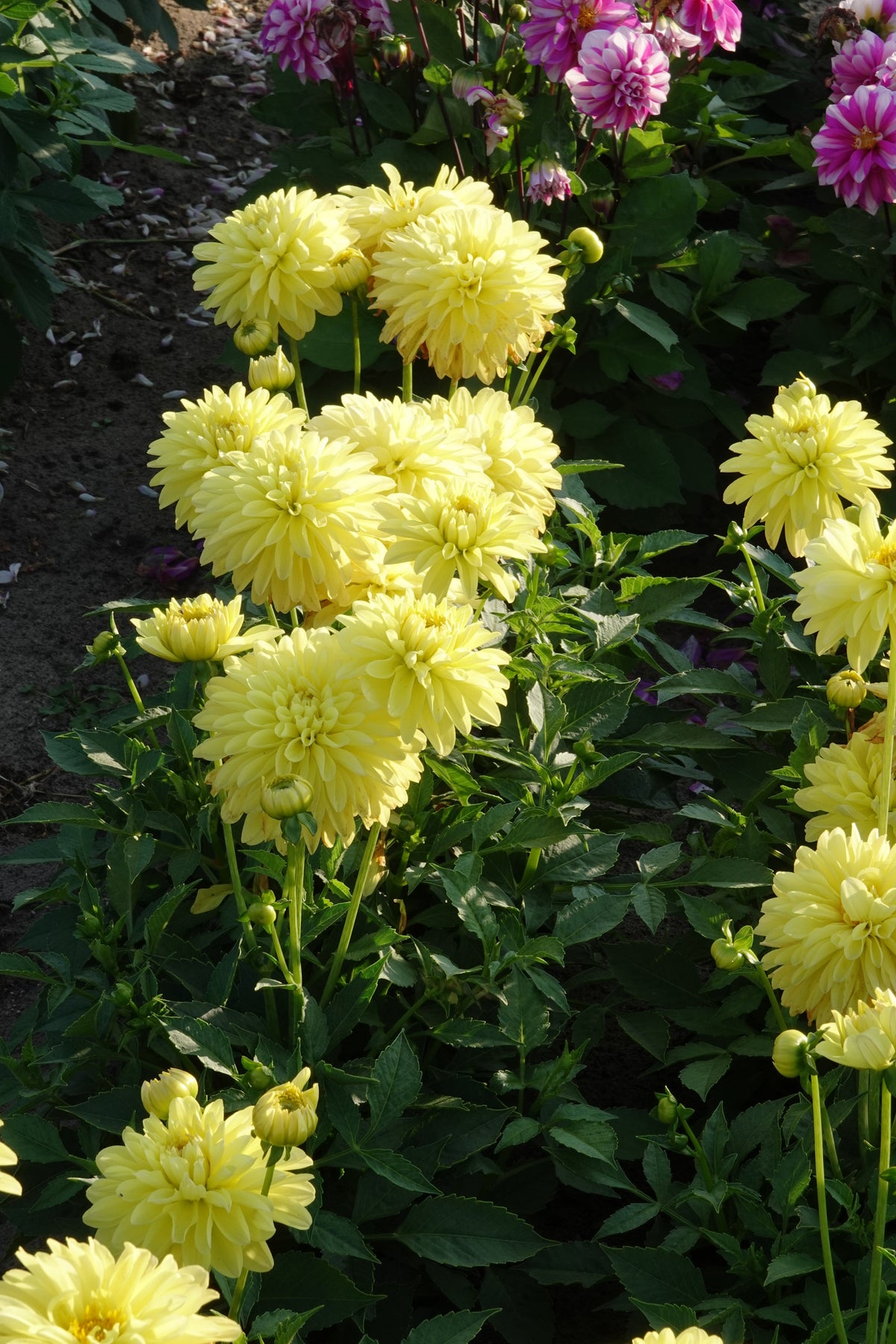 Dahlia Melody Latin