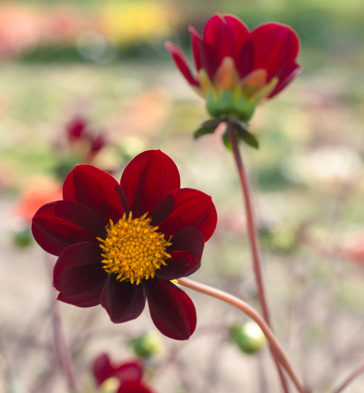 Cosmos Mexicaanse Ster