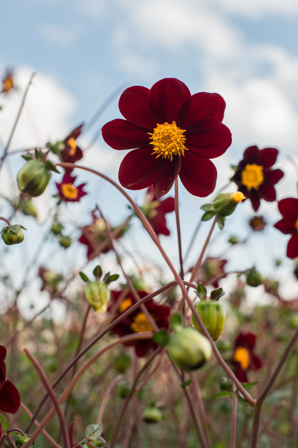 Cosmos Mexicaanse Ster