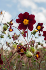 Cosmos Mexicaanse Ster