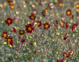 Cosmos Mexicaanse Ster