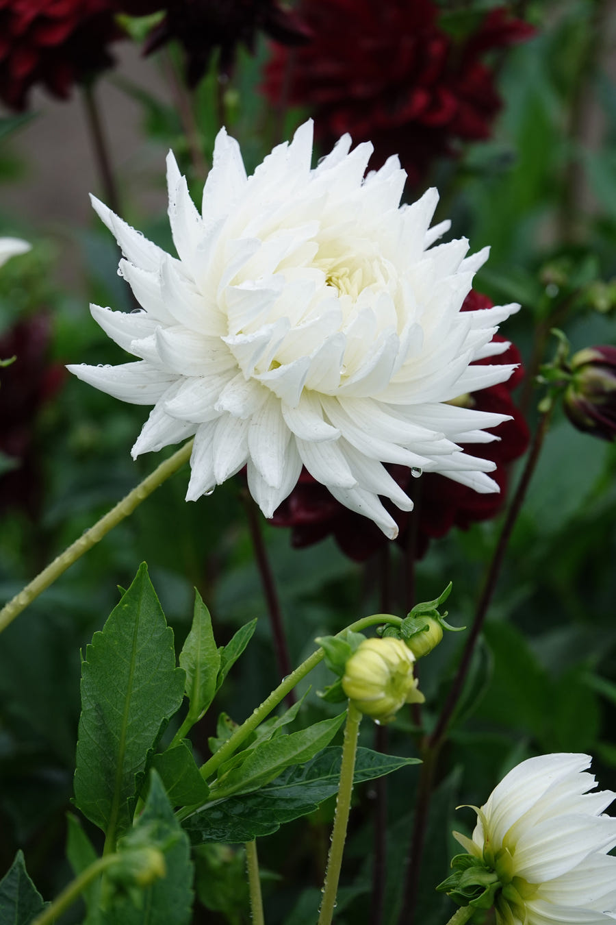Dahlia My Love
