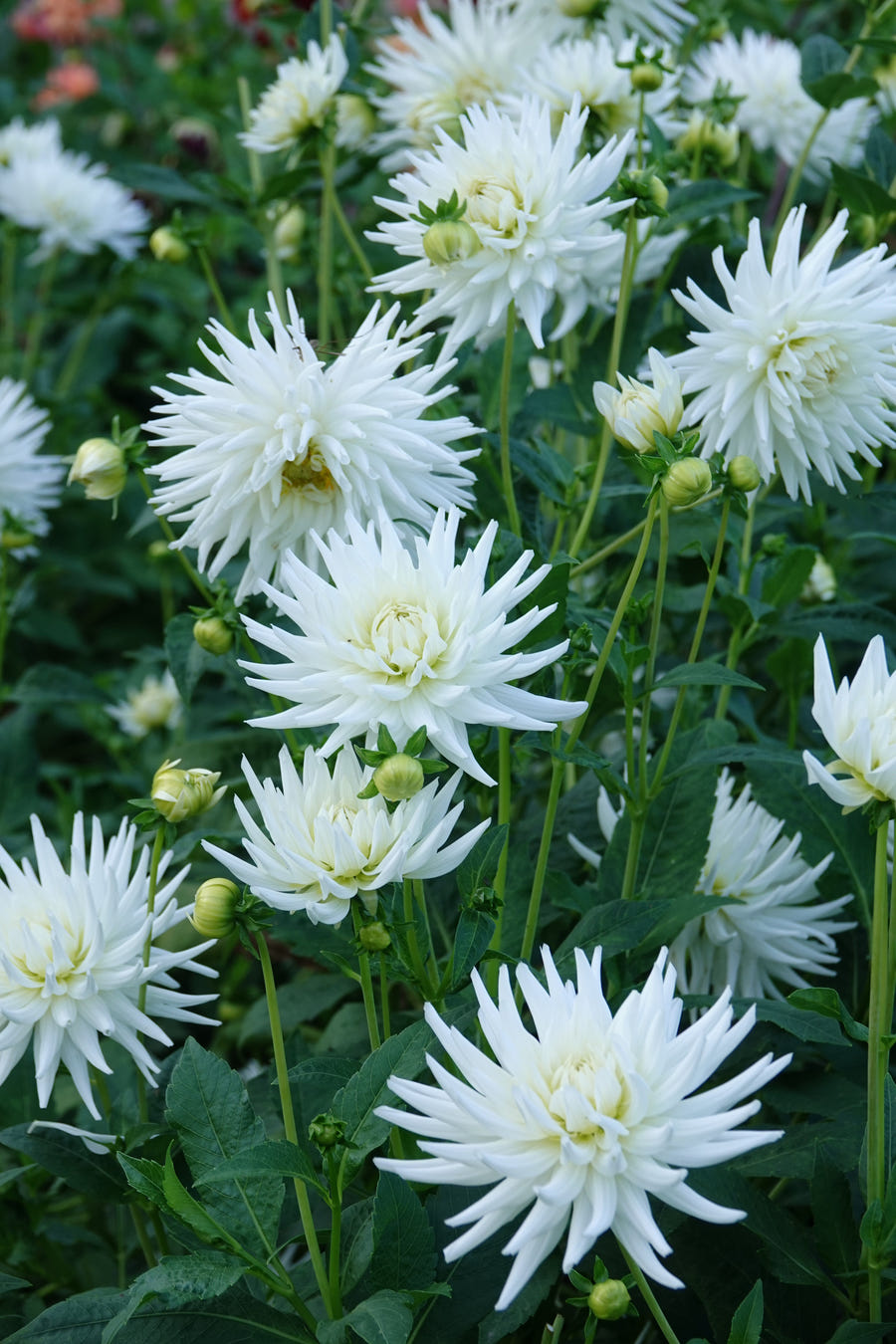 Dahlia My Love