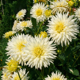 Collectie Groeiende Liefde
