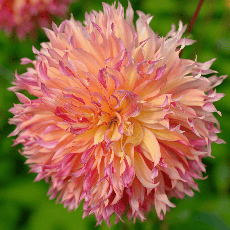 Dahlia Myrtl Folly