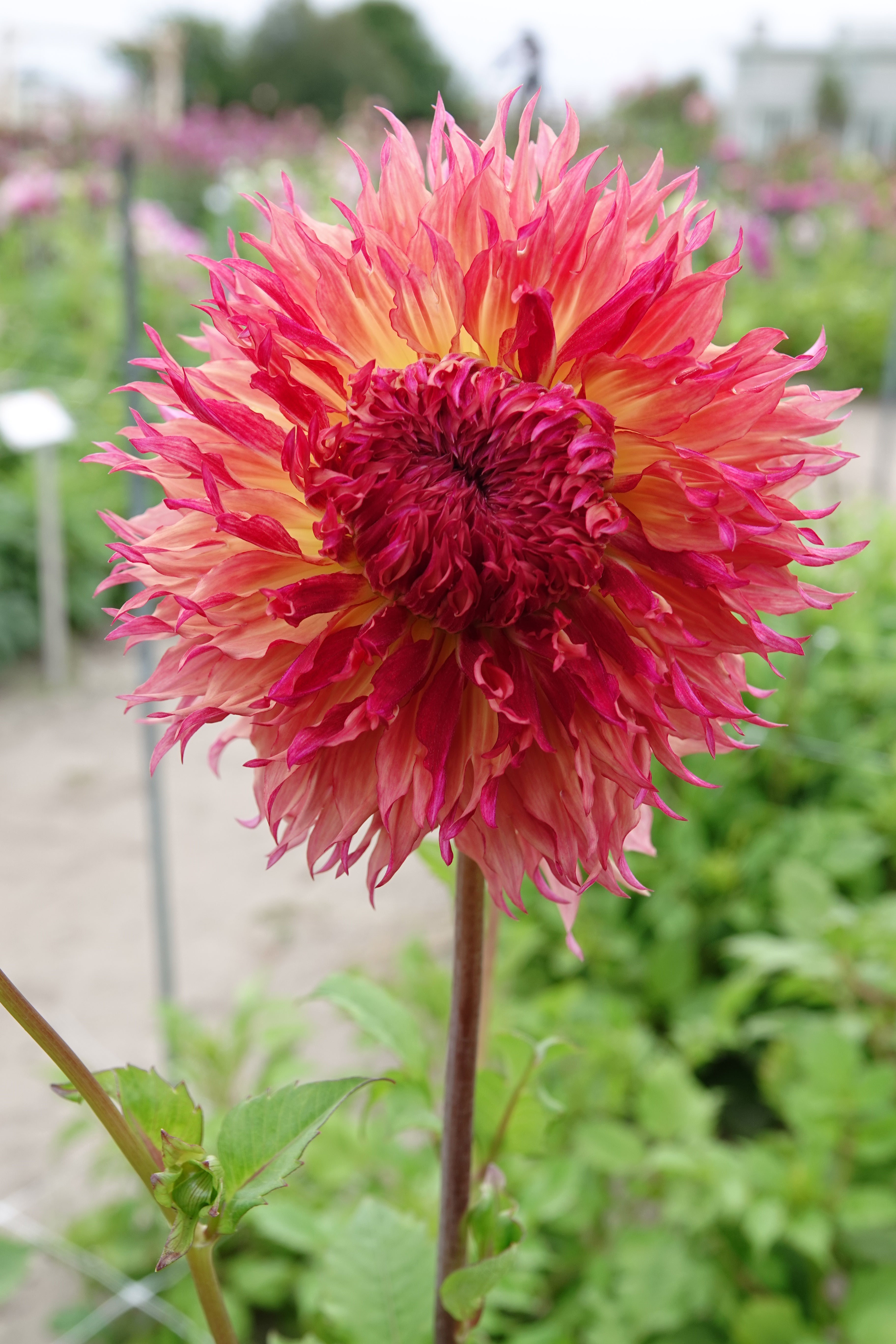 Dahlia Myrtl Folly