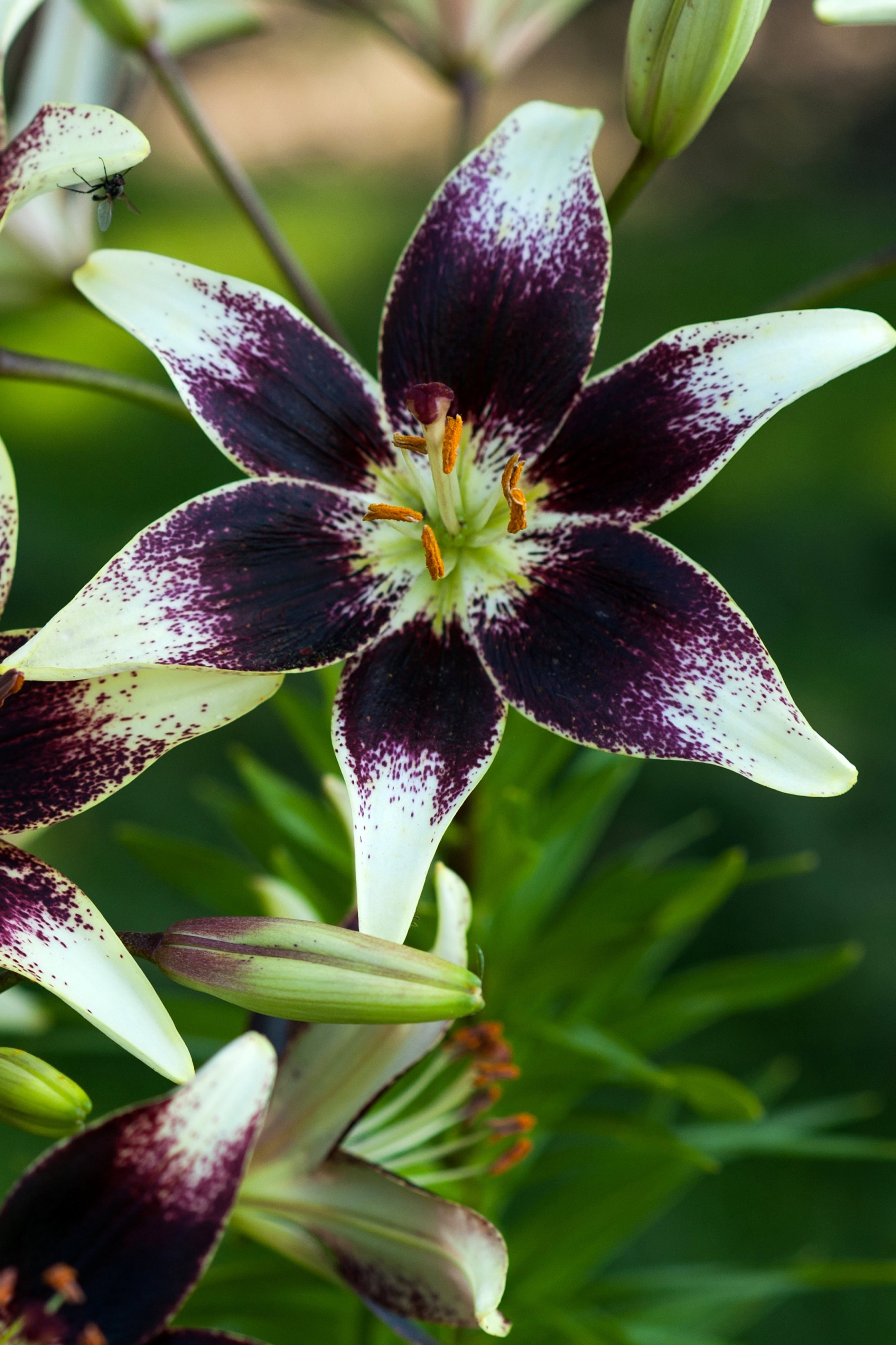 Lilium Nettys Trots
