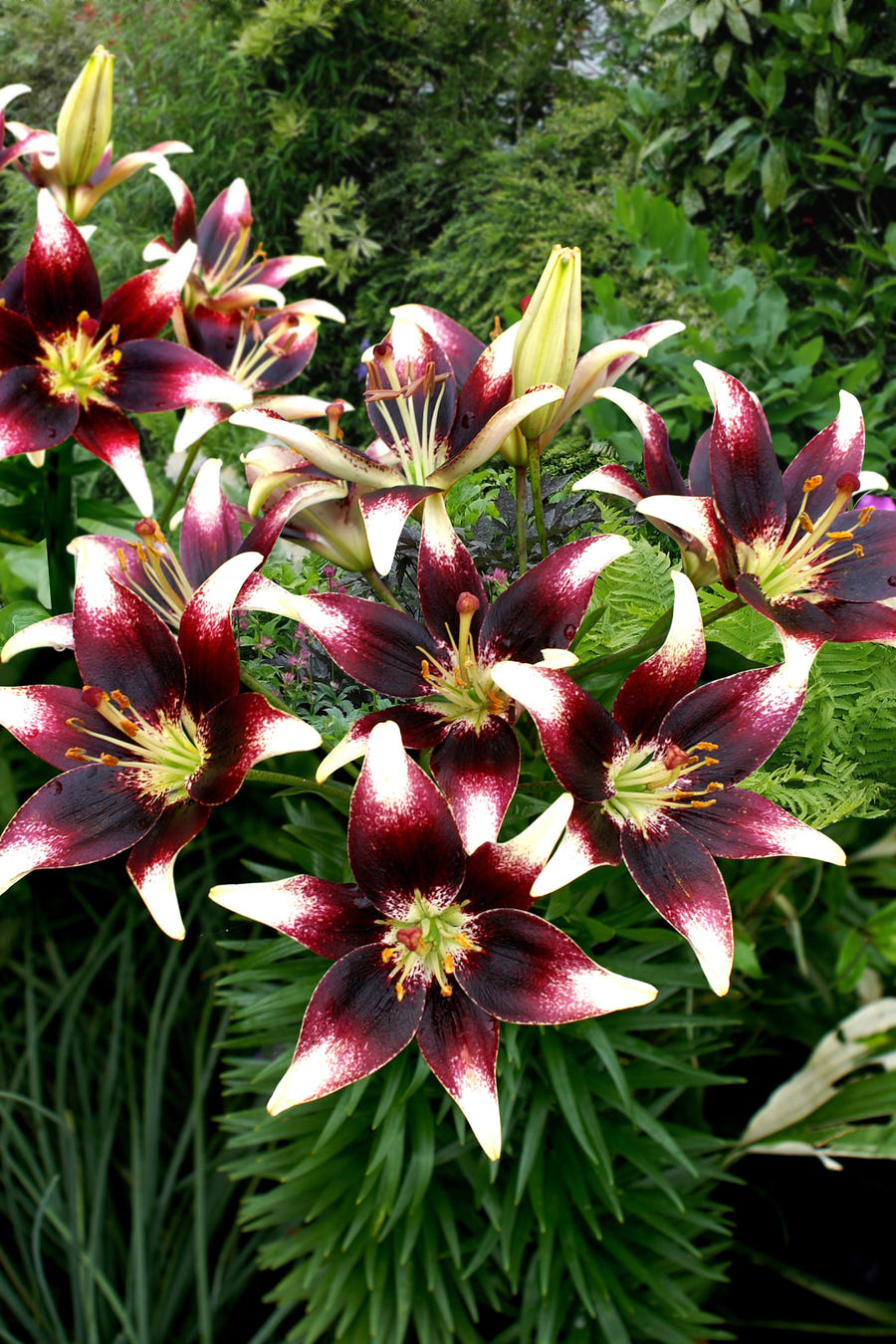 Lilium Nettys Pride