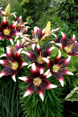 Lilium Nettys Trots