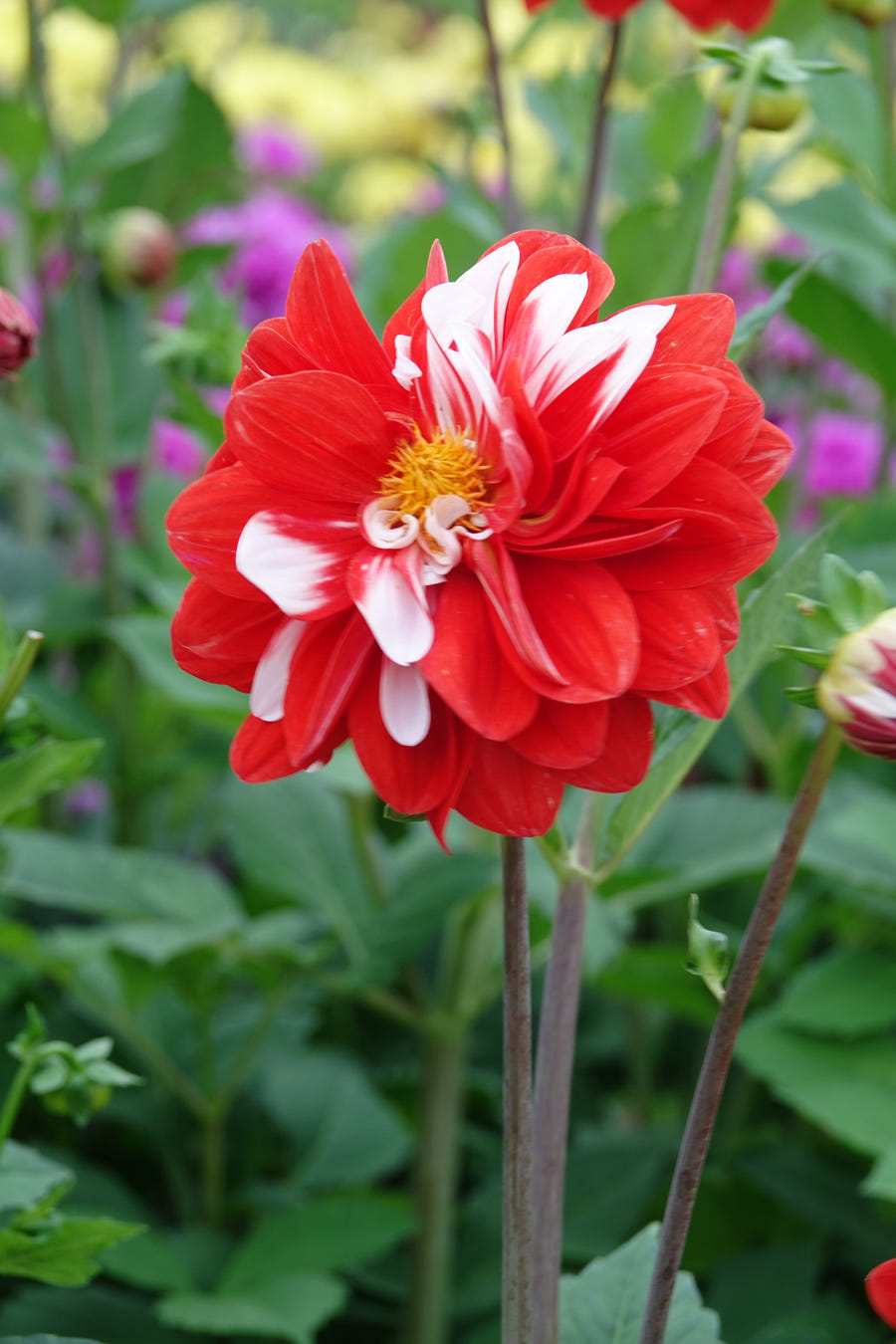 Dahlia Olgas Light