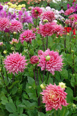 Dahlia Omega