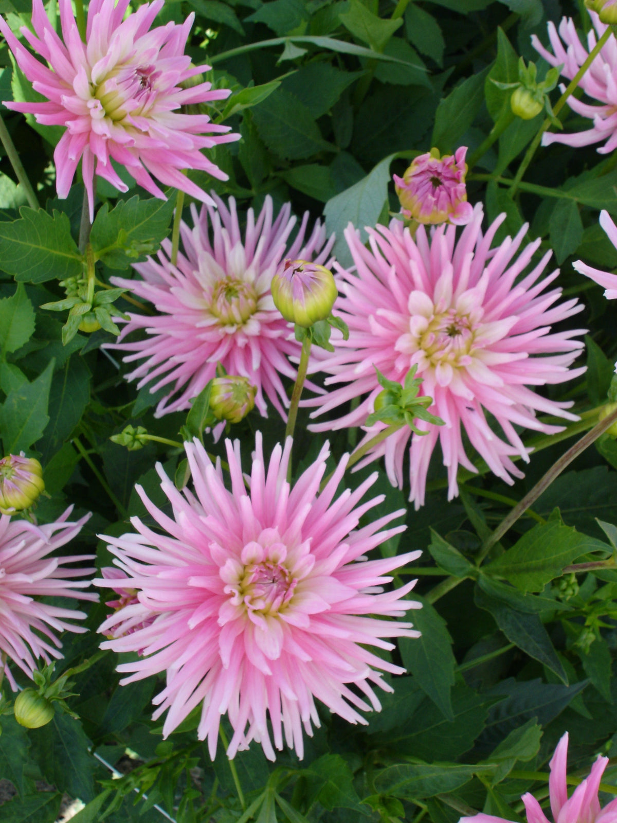 Dahlia Park Princes
