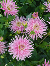 Dahlia Park Princes