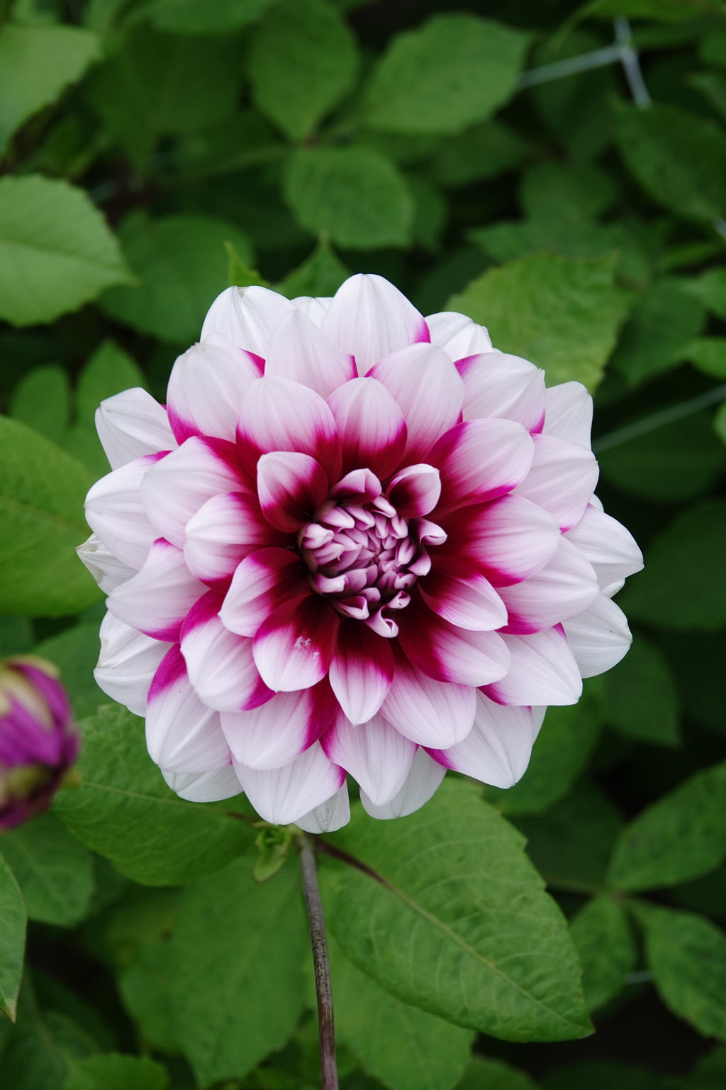 Dahlia Patches