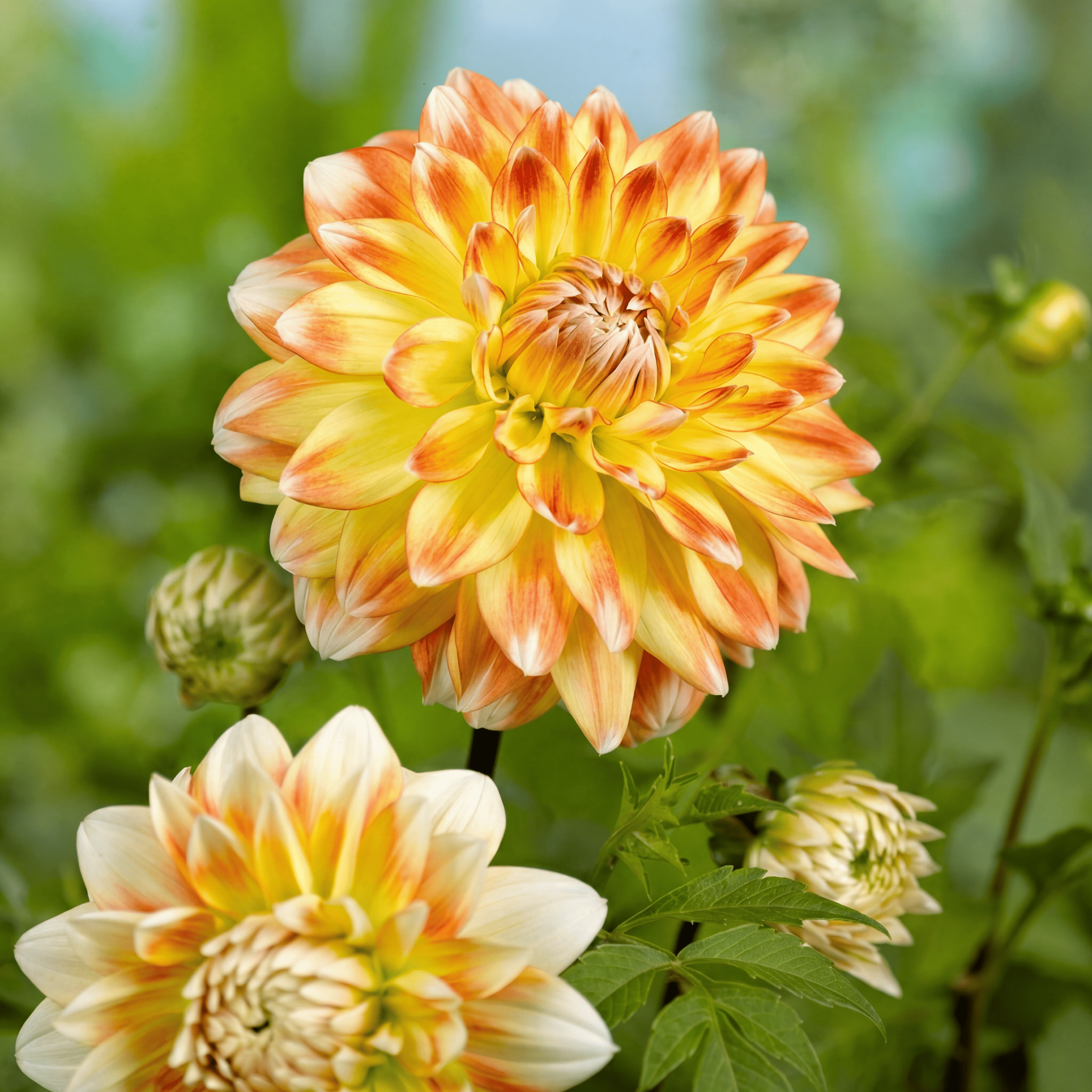 Dahlia Peaches and Cream