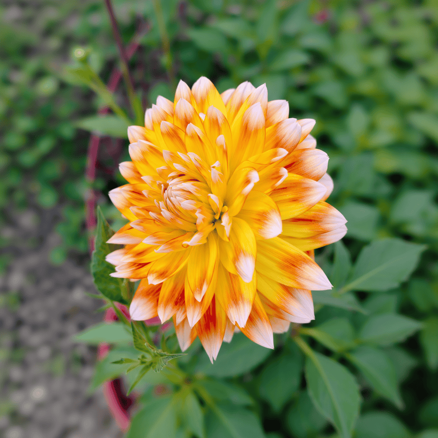 Dahlia Peaches and Cream