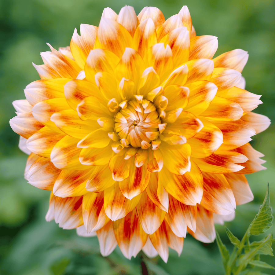 Dahlia Peaches and Cream