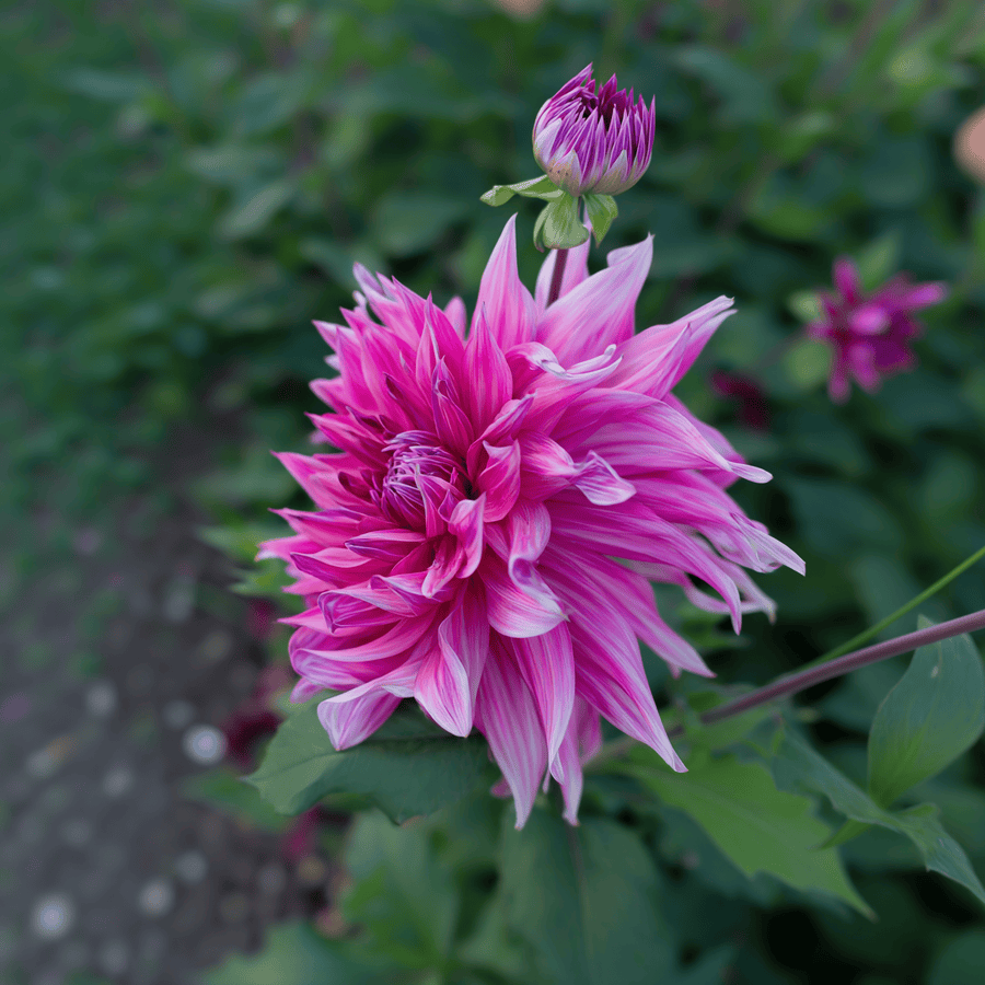 Dahlia Penhill Dark Monarch