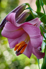Lilium Roze Perfectie