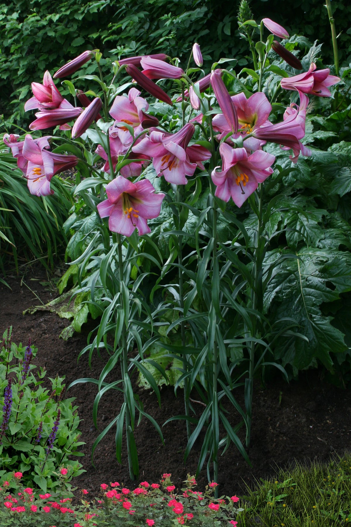 Lilium Roze Perfectie