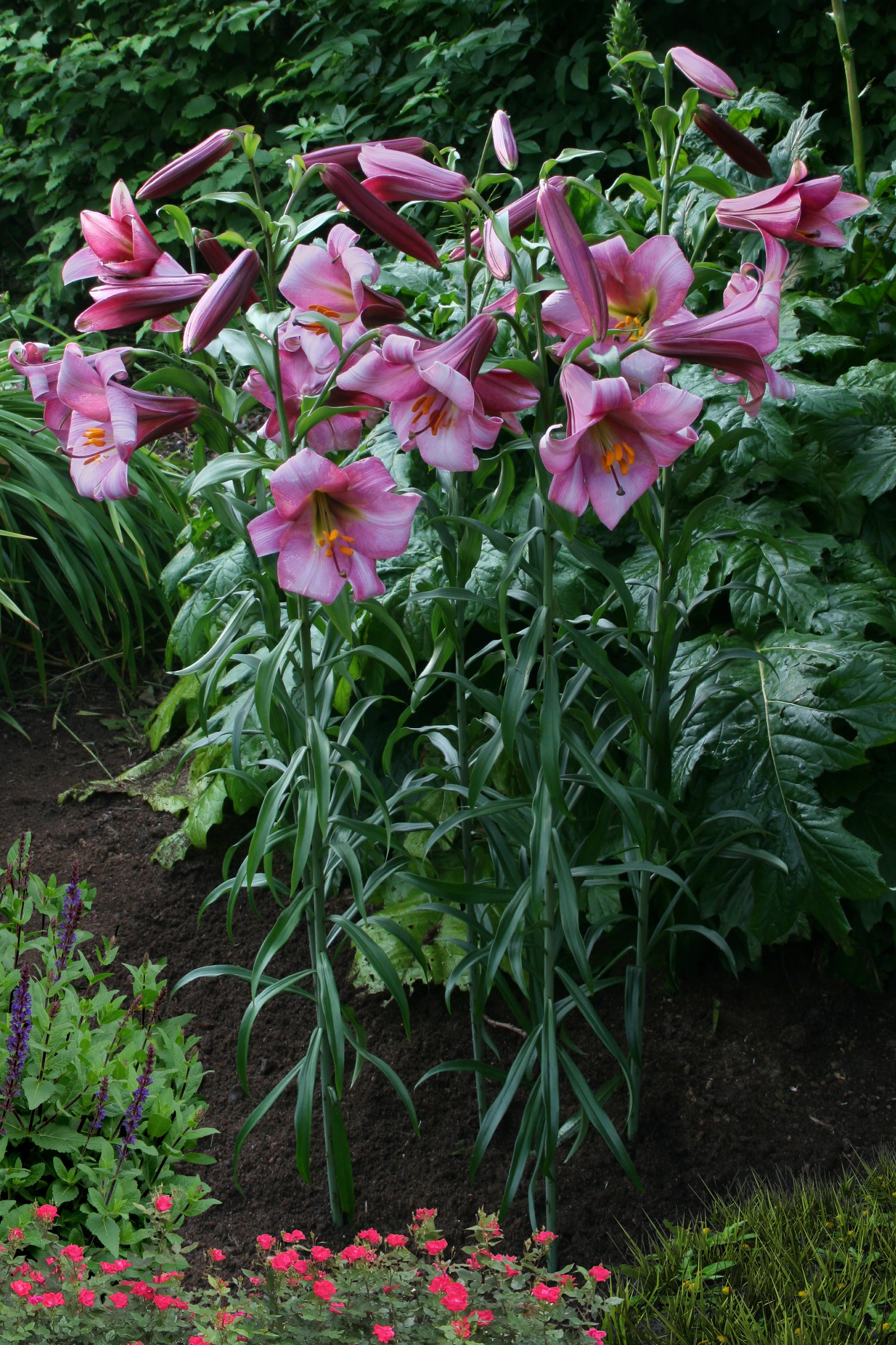 Lilium Roze Perfectie