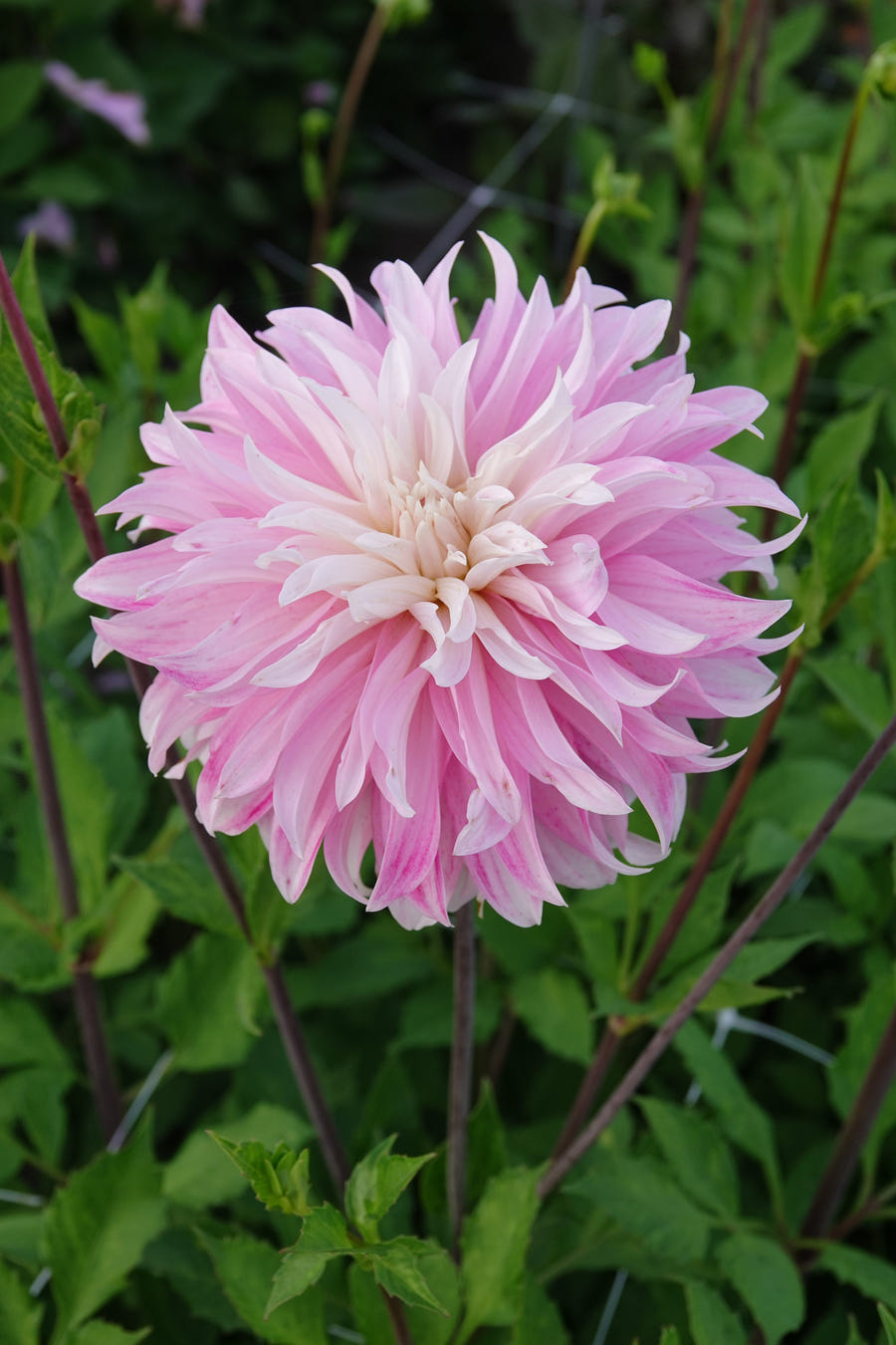 Dahlia Pink Petticoat