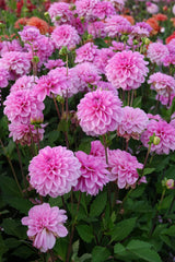 Dahlia Pink Pop