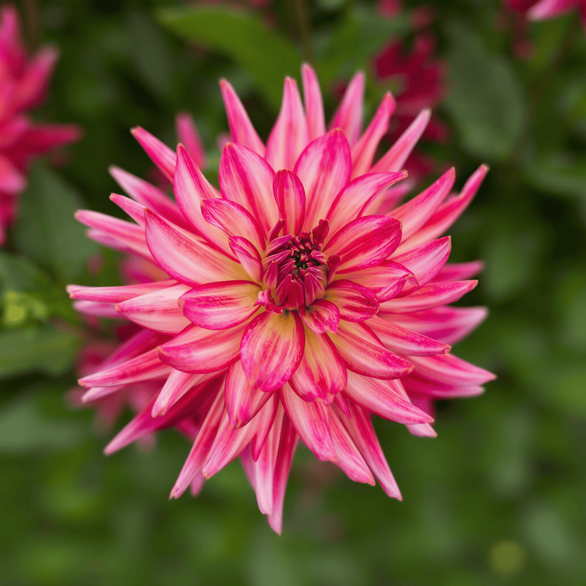 Dahlia Pinkie Swear