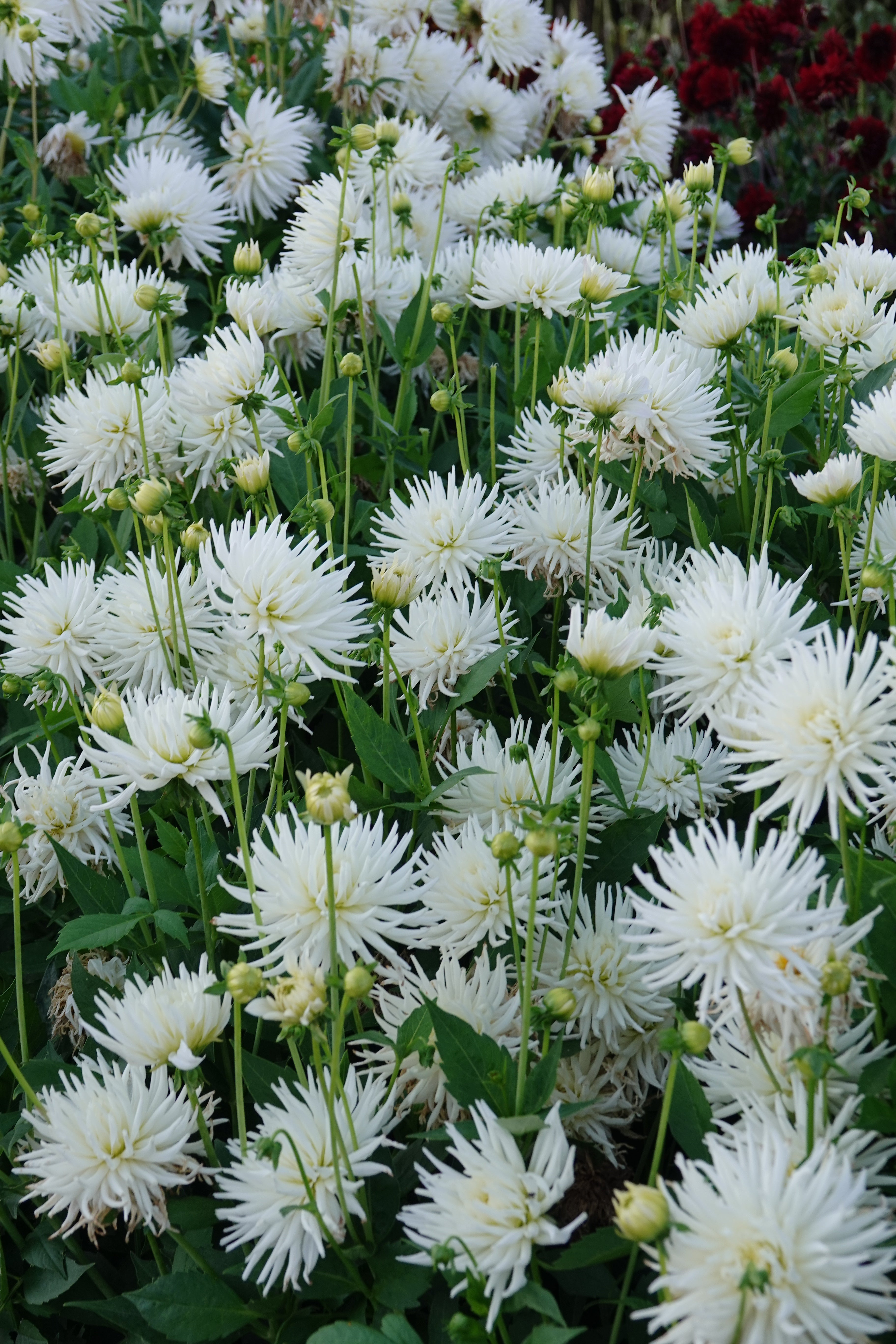 Dahlia Playa Blanca