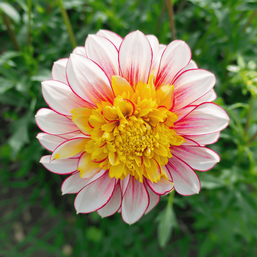 Dahlia Polka