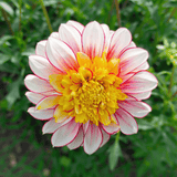 Dahlia Polka