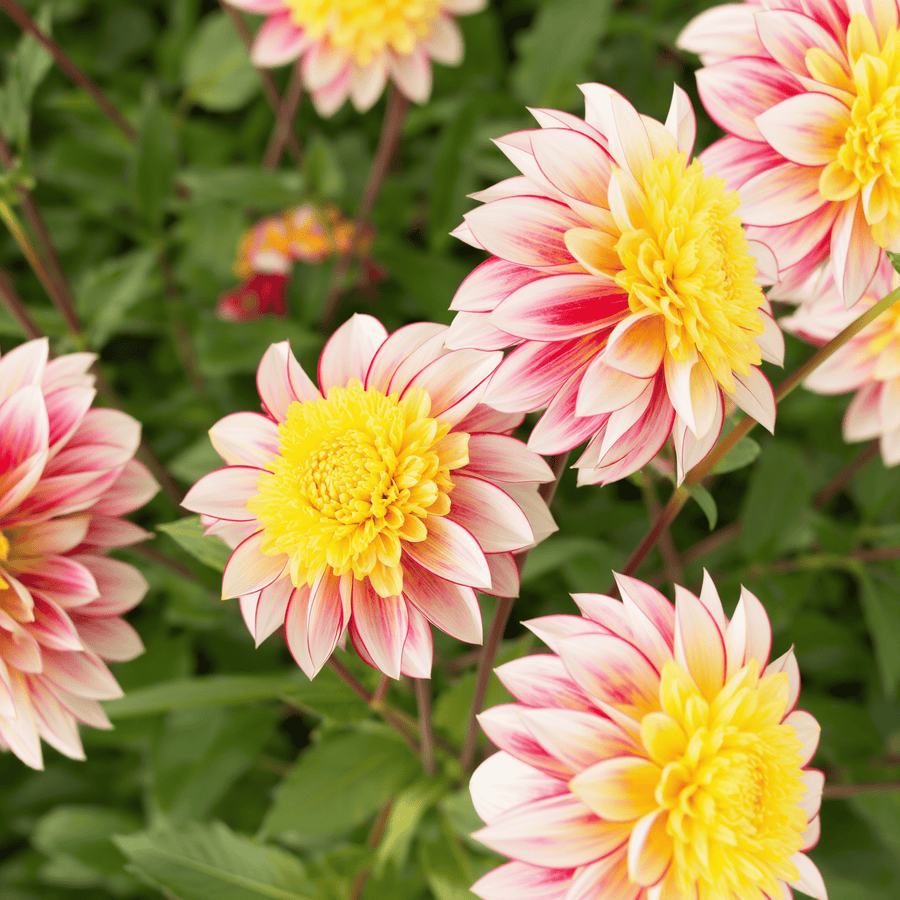 Dahlia Polka
