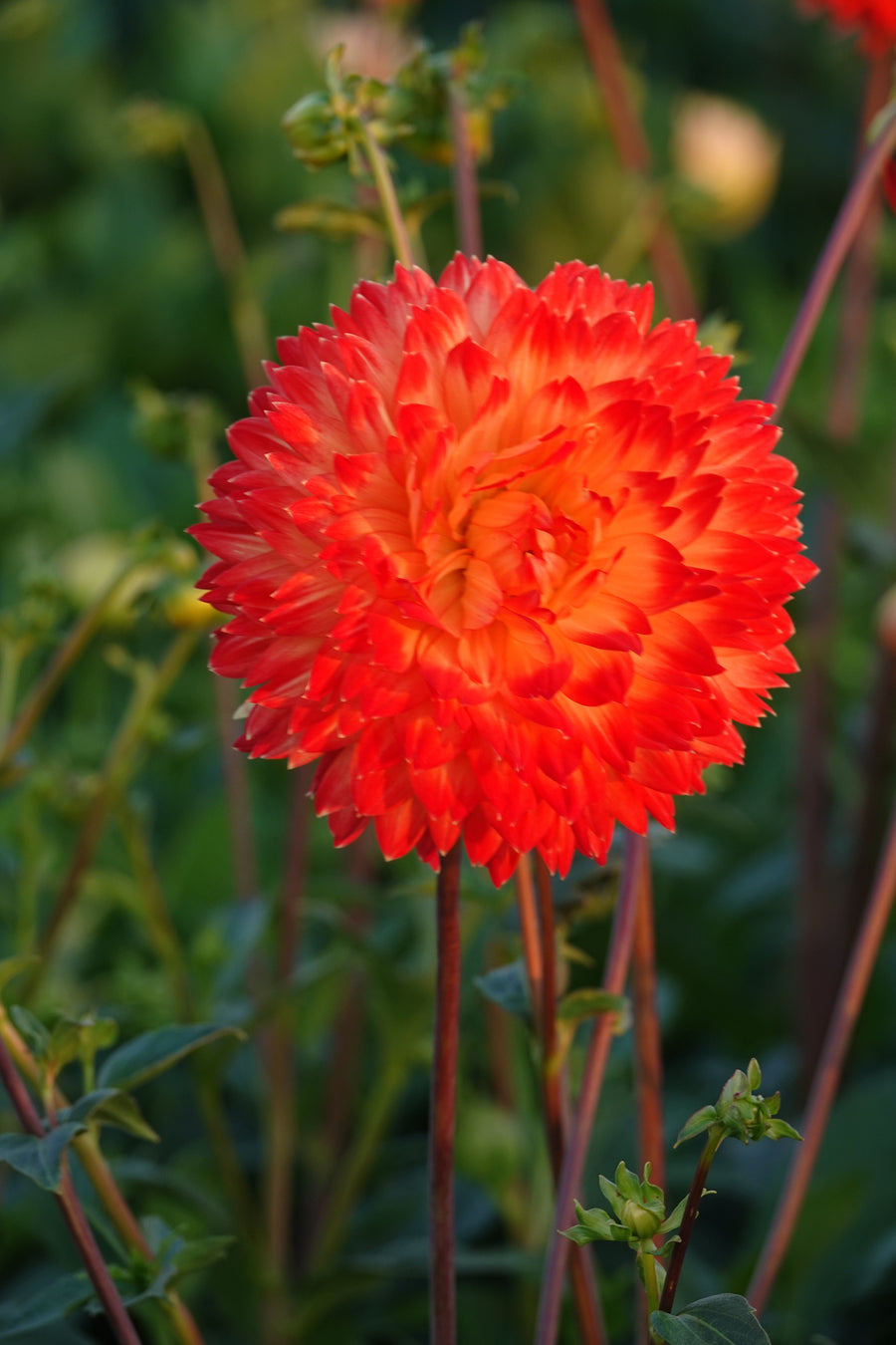 Dahlia Procyon