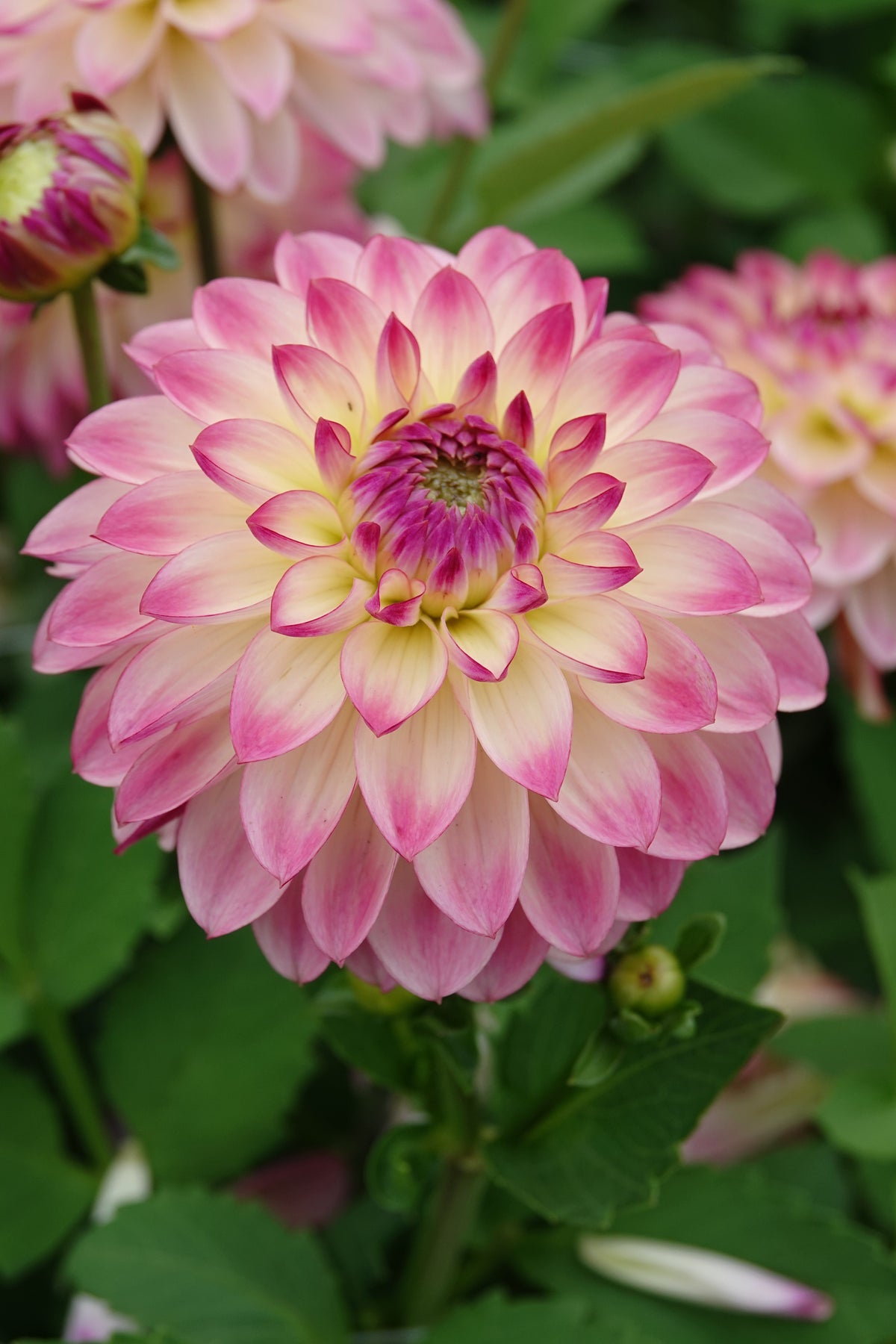 Dahlia Pure Happiness