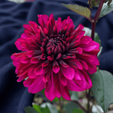 Dahlia Purple Flame